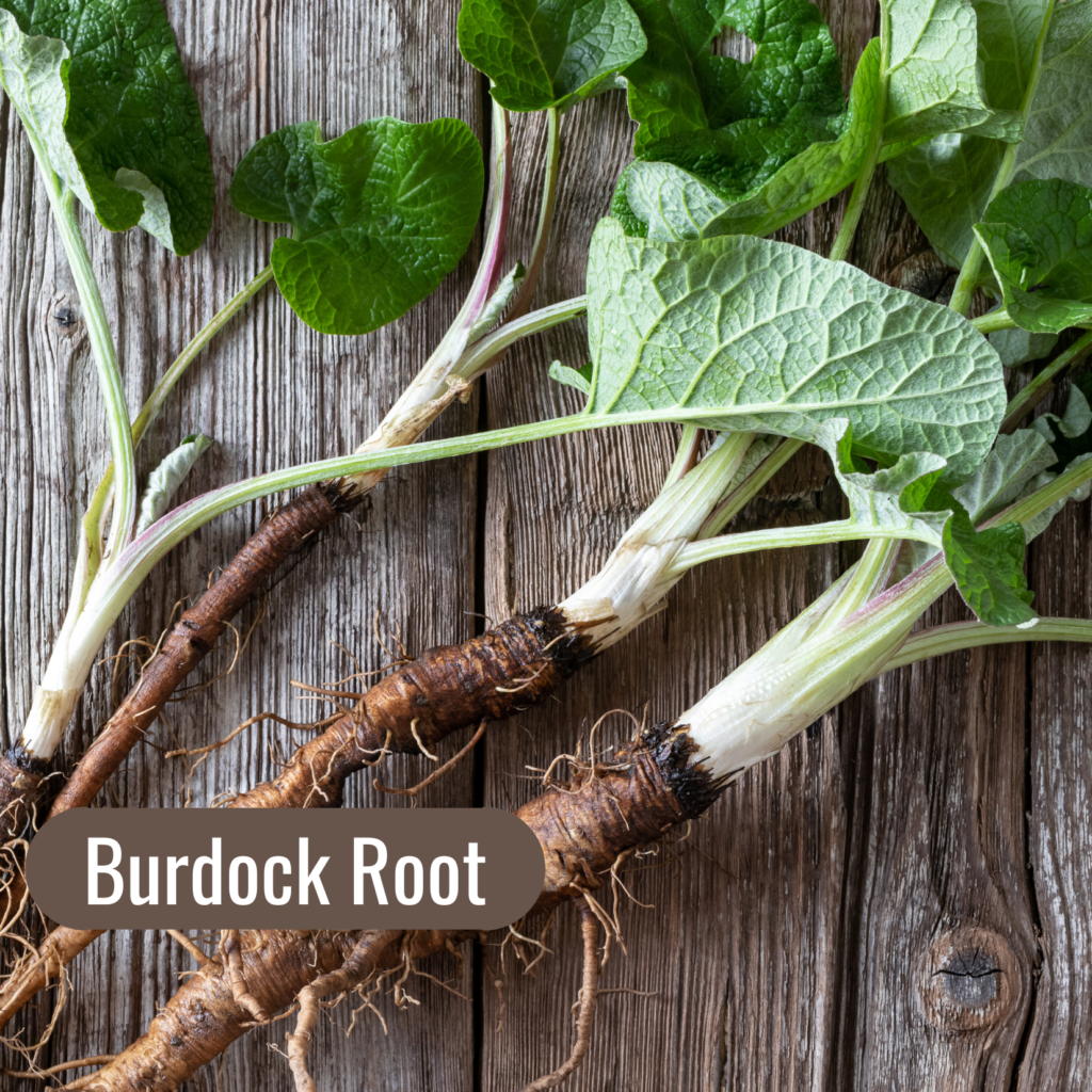 5 Fall Herbs to Support your Lymphatic System: Burdock Root