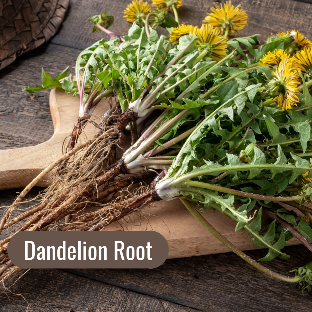 5 Fall Herbs to Support your Lymphatic System: Dandelion Root