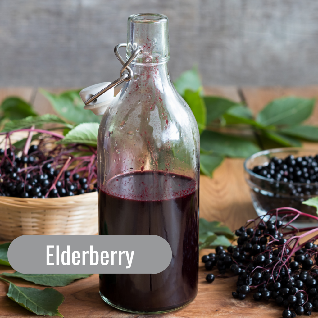 5 Fall Herbs to Support your Lymphatic System: Elderberry