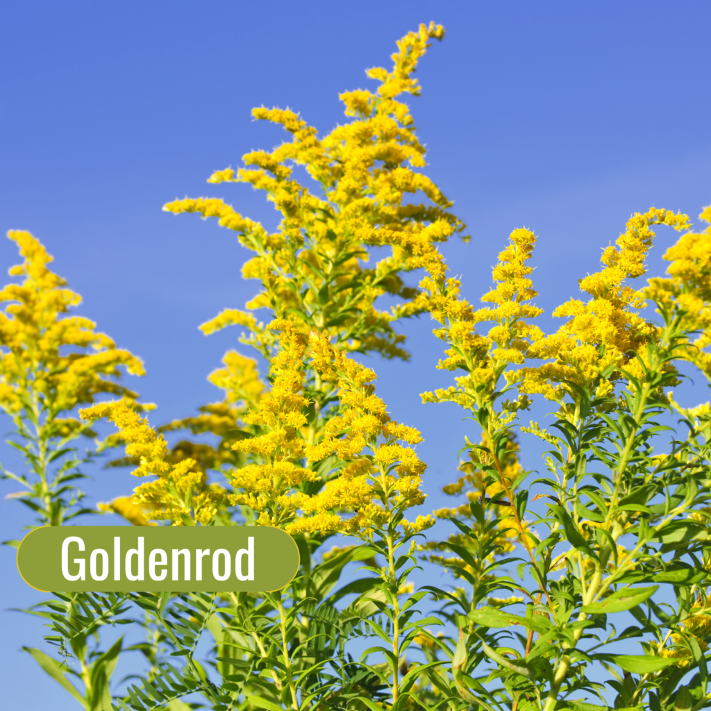 5 Fall Herbs to Support your Lymphatic System: Goldenrod