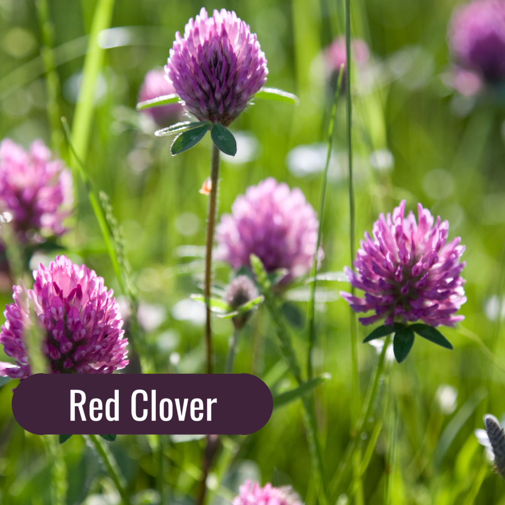 5 Fall Herbs to Support your Lymphatic System: Red Clover