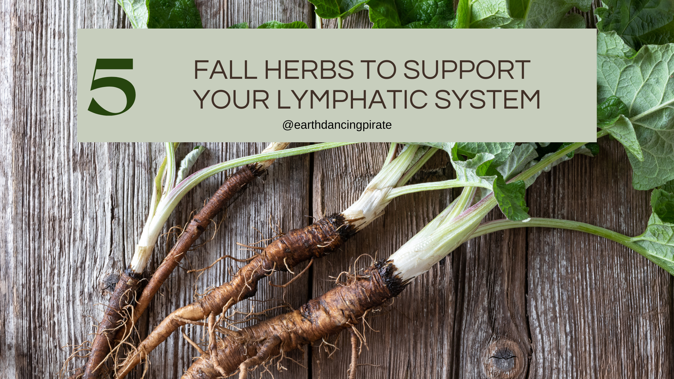 5 Fall Herbs to Support Your Lymphatic System